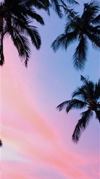 palm trees wallpaper