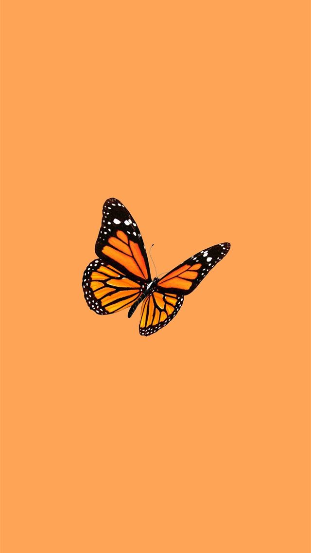 1284x2778 butterfly - butterfly iPhone Wallpaper