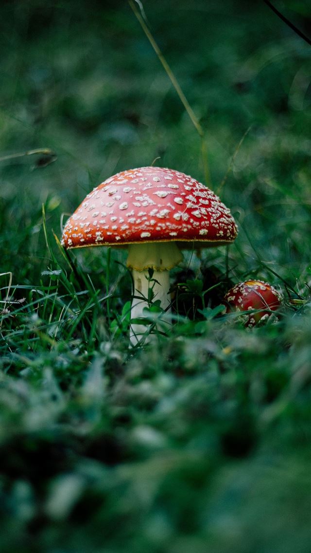 1284x2778 mushrooms - mushrooms iPhone Wallpaper