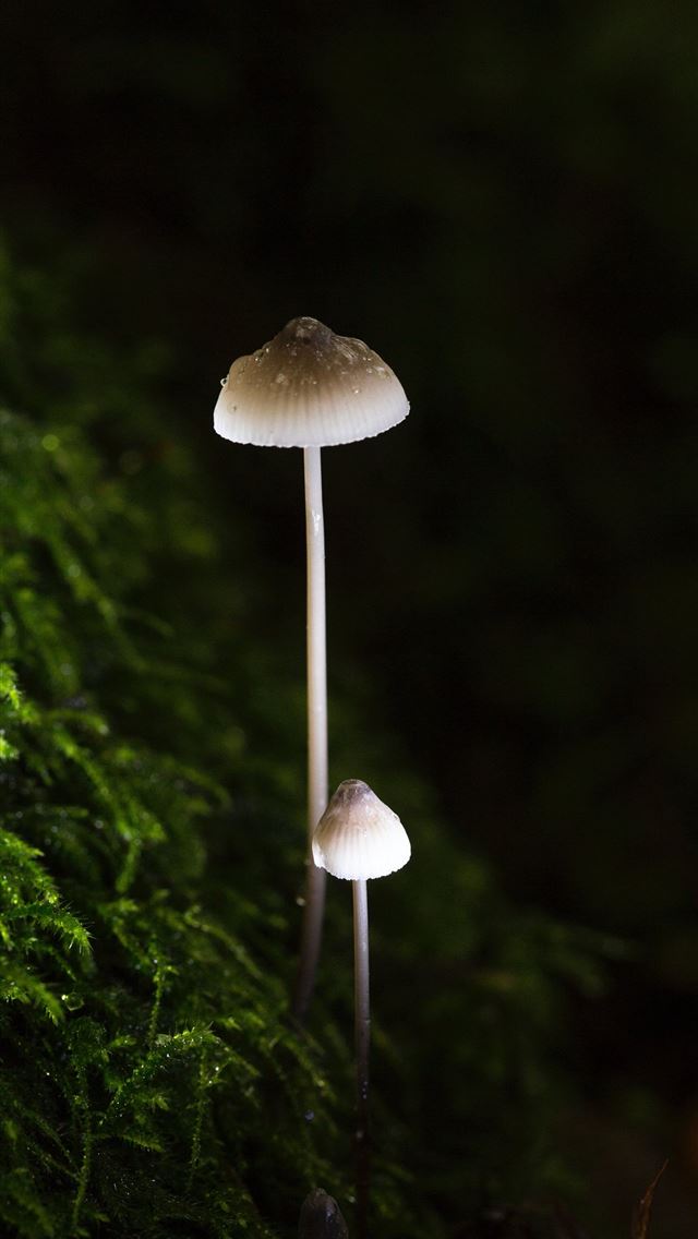 1284x2778 mushrooms - mushrooms iPhone Wallpaper