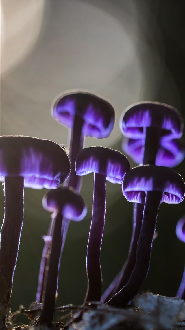 1284x2778 mushrooms - mushrooms iPhone Wallpaper