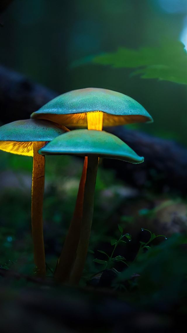 1284x2778 mushrooms - mushrooms iPhone Wallpaper