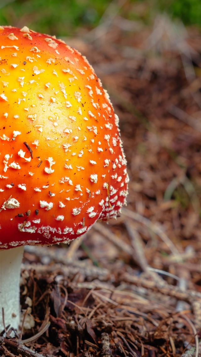 1284x2778 mushrooms - mushrooms iPhone Wallpaper