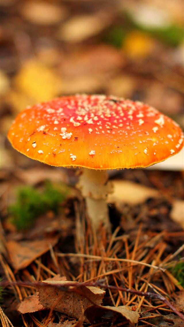 1284x2778 mushrooms - mushrooms iPhone Wallpaper