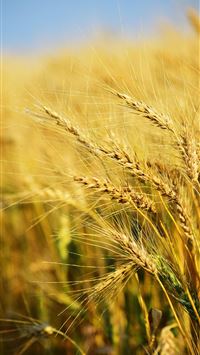 bangladesh flag wallpaper