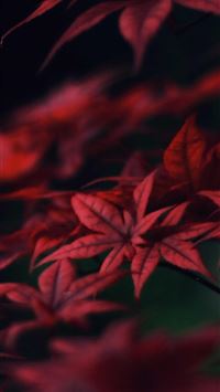 bangladesh flag wallpaper