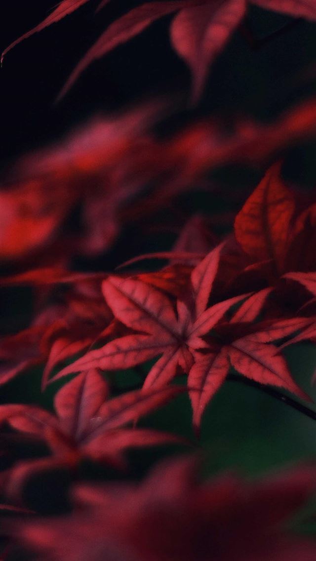 1284x2778 bangladesh flag - bangladesh flag iPhone Wallpaper