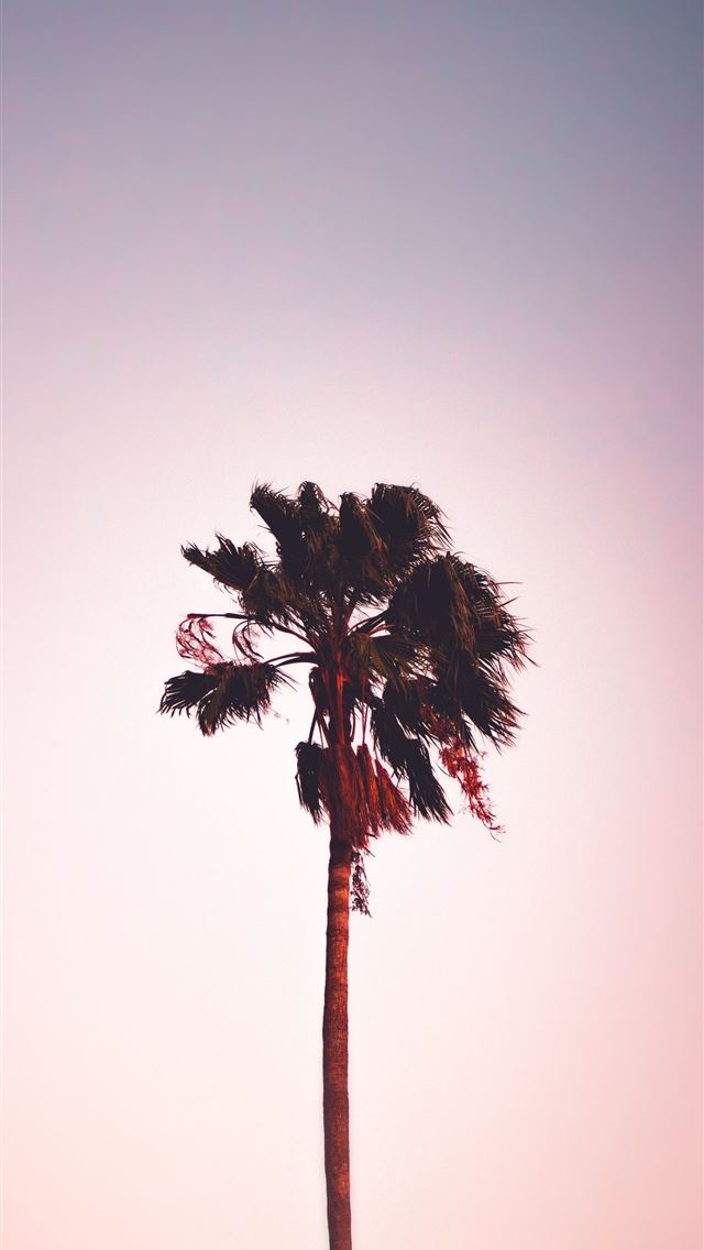 1284x2778 florida - florida iPhone Wallpaper