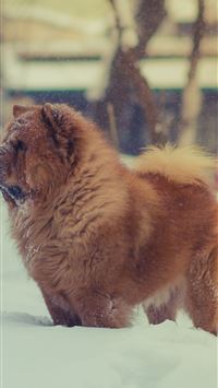 chow chow wallpaper