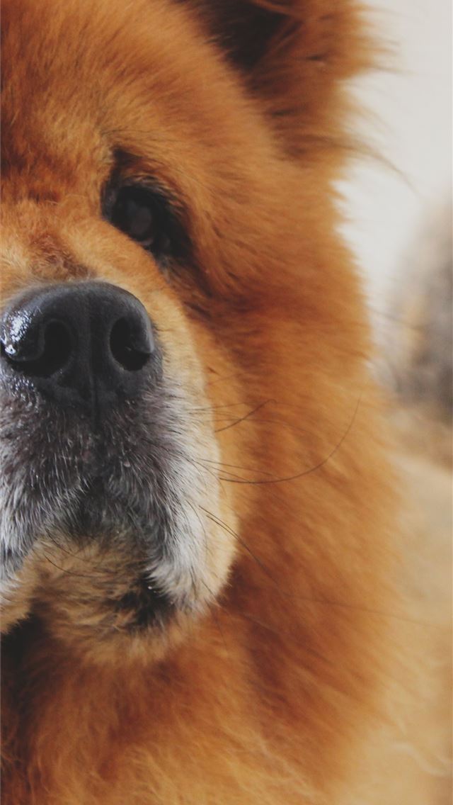 1284x2778 chow chow - chow chow iPhone Wallpaper