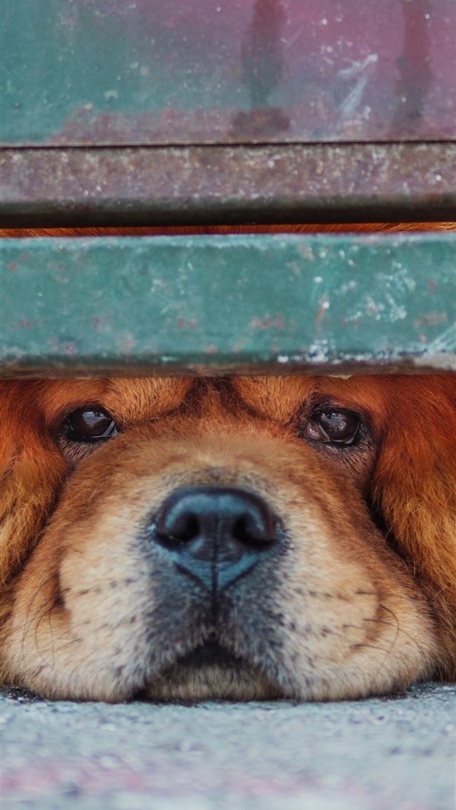 1284x2778 chow chow - chow chow iPhone Wallpaper