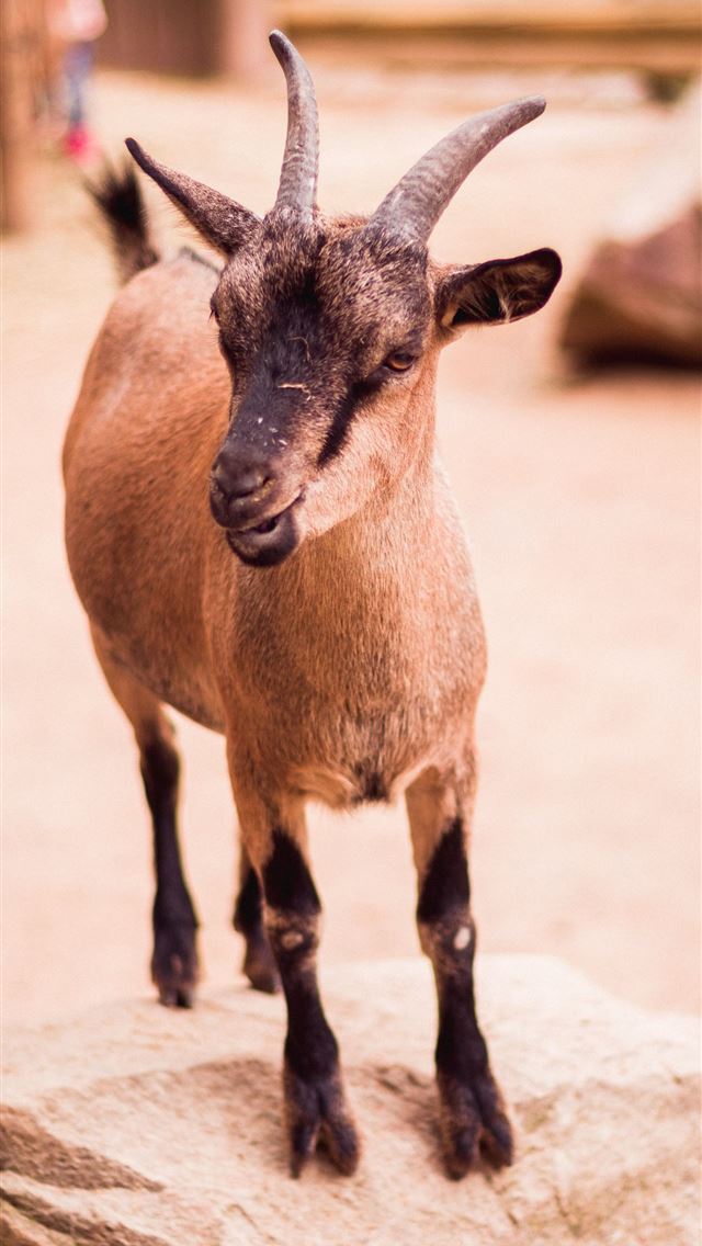 1284x2778 goat - goat iPhone Wallpaper