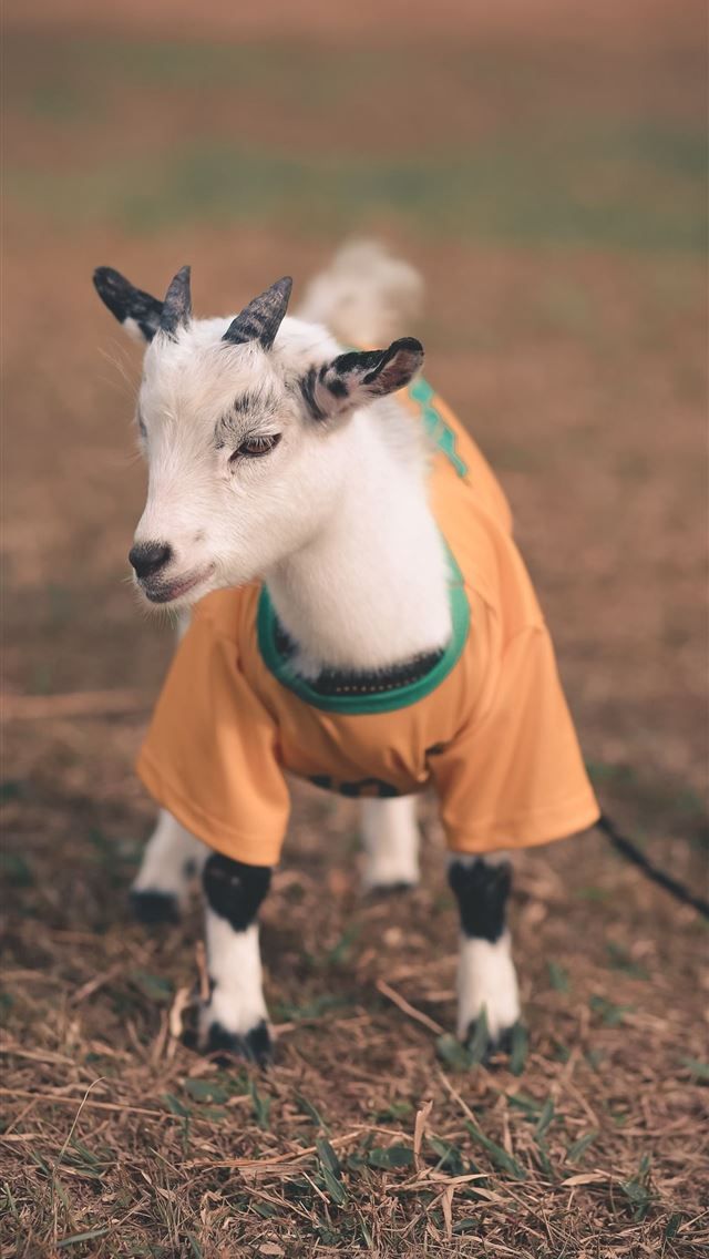 1284x2778 goat - goat iPhone Wallpaper