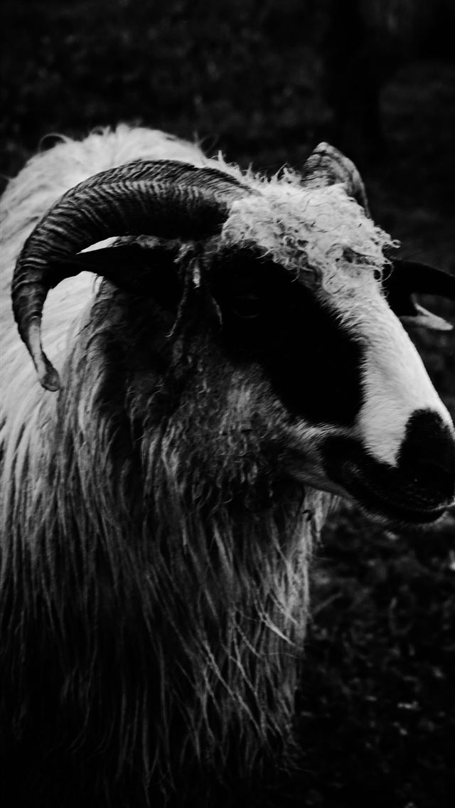 1284x2778 goat - goat iPhone Wallpaper