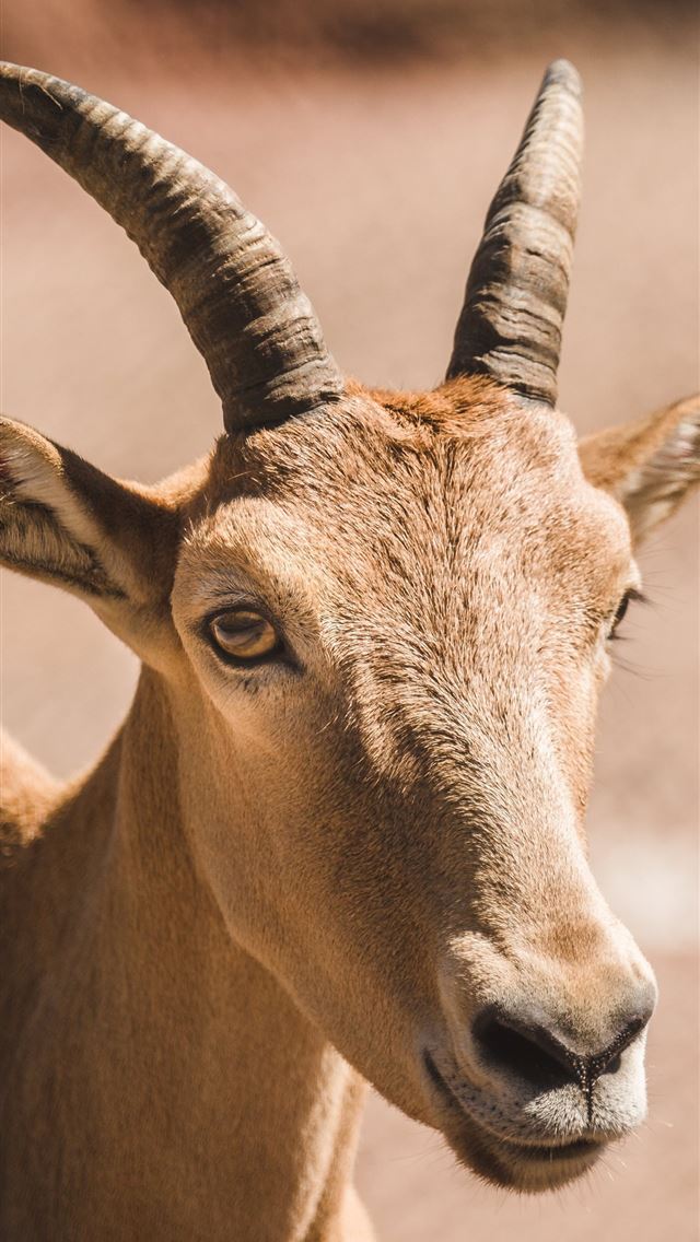 1284x2778 goat - goat iPhone Wallpaper