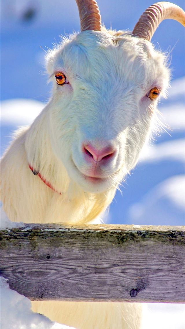 1284x2778 goat - goat iPhone Wallpaper