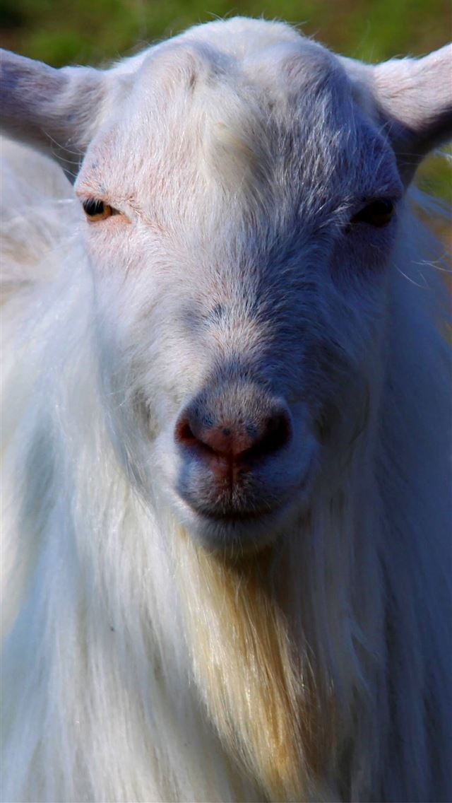 1284x2778 goat - goat iPhone Wallpaper