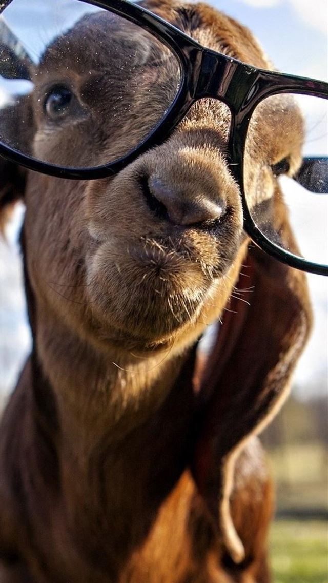 1284x2778 goat - goat iPhone Wallpaper