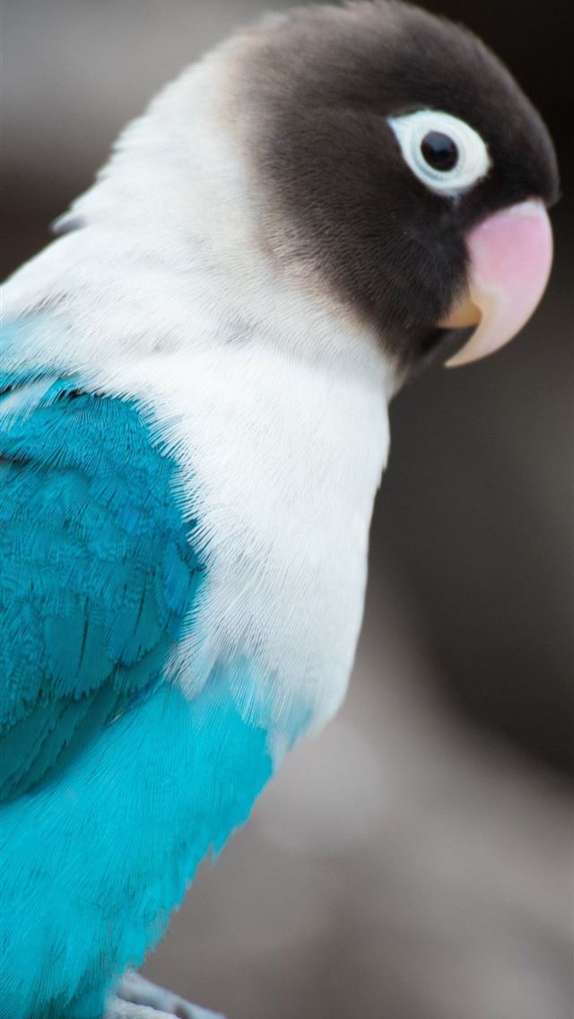 1284x2778 lovebirds - lovebirds iPhone Wallpaper