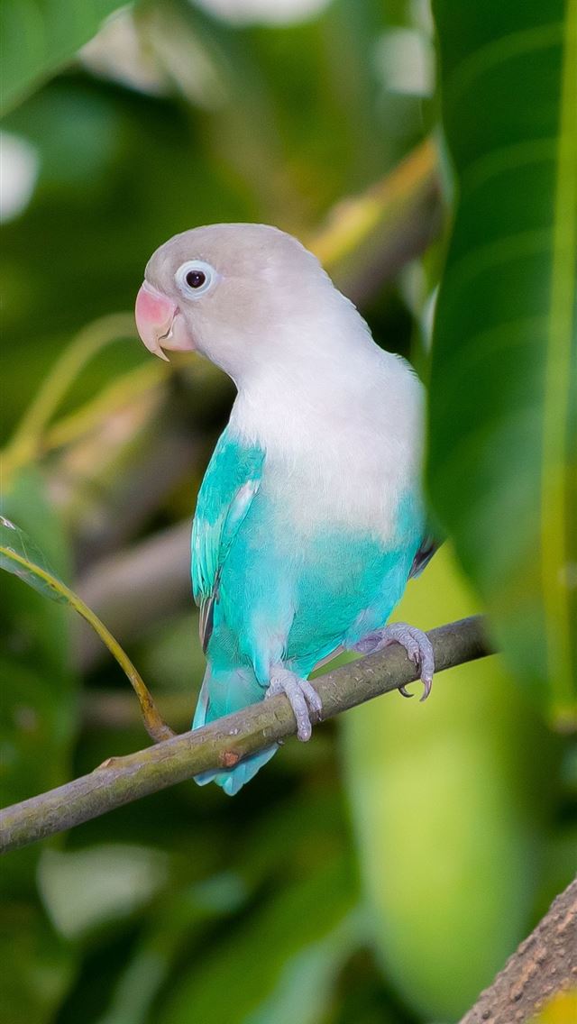 1125x2436 lovebirds - lovebirds iPhone Wallpaper