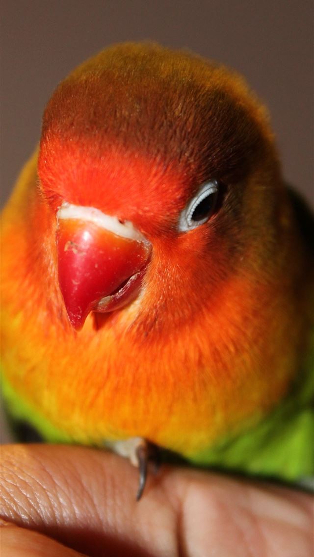 1284x2778 lovebirds - lovebirds iPhone Wallpaper