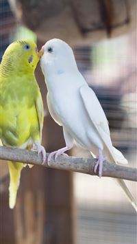 lovebirds wallpaper