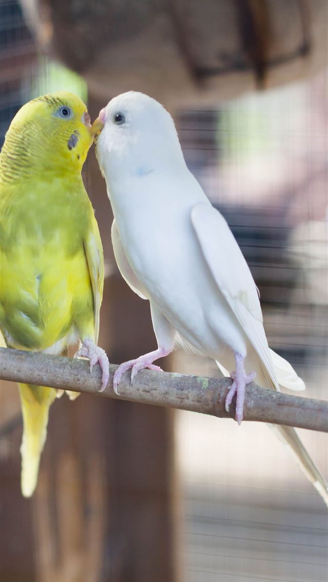 1284x2778 lovebirds - lovebirds iPhone Wallpaper