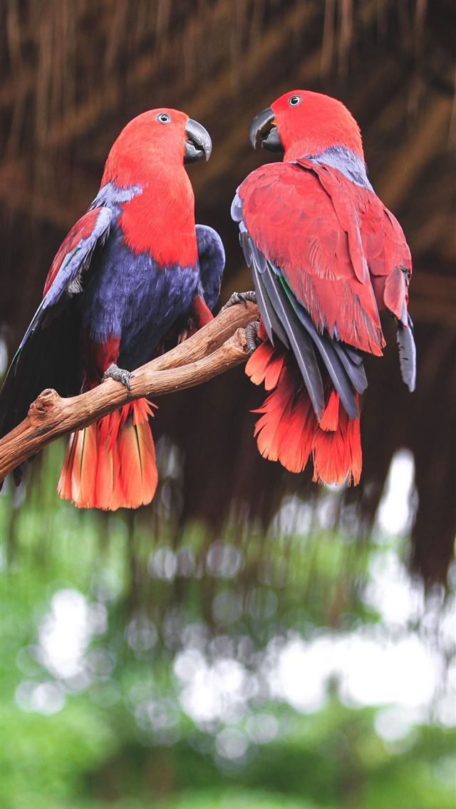 1284x2778 lovebirds - lovebirds iPhone Wallpaper