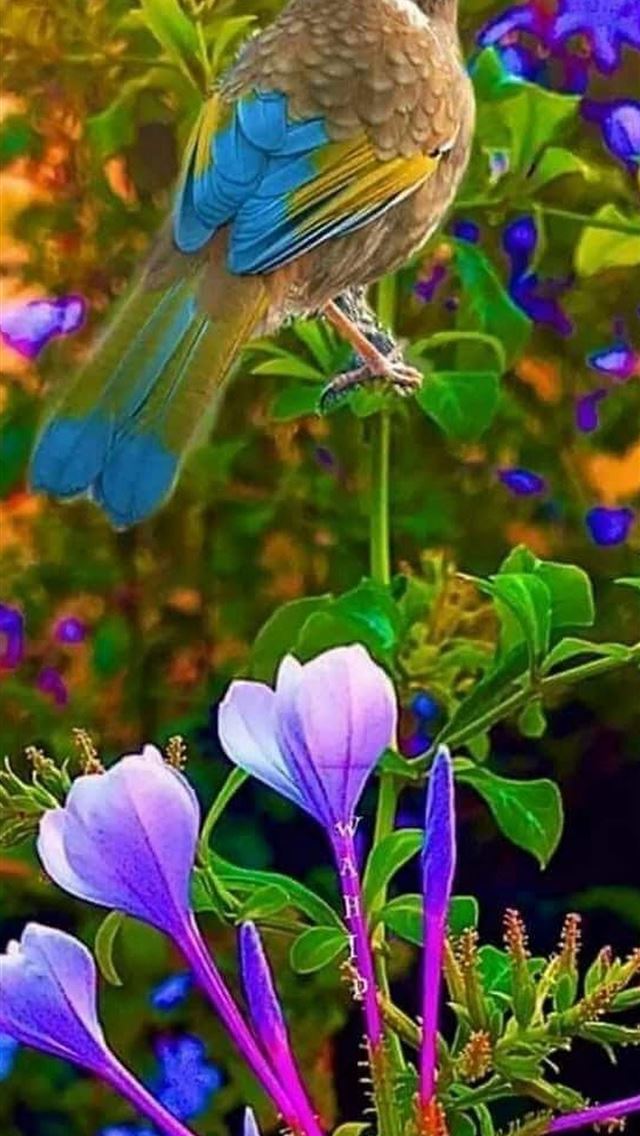 1125x2436 lovebirds - lovebirds iPhone Wallpaper