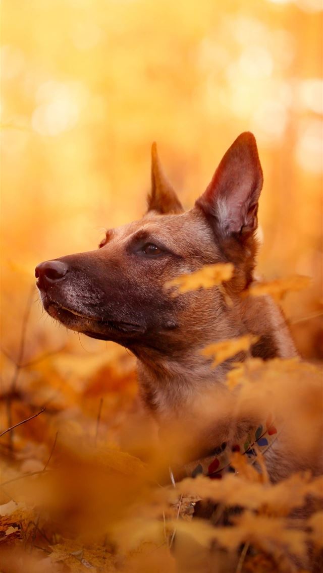 1284x2778 belgium - belgium iPhone Wallpaper