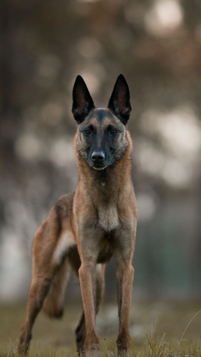 1284x2778 belgium - belgium iPhone Wallpaper