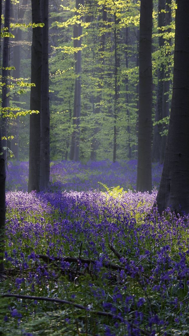 1284x2778 belgium - belgium iPhone Wallpaper