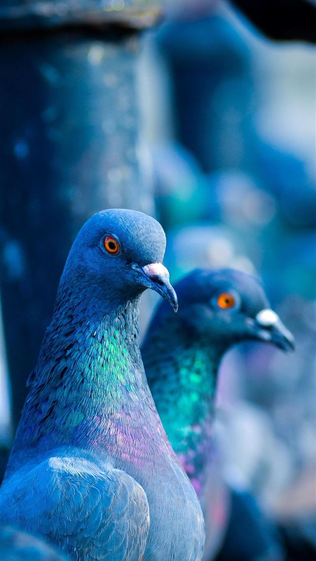 1284x2778 pigeons - pigeons iPhone Wallpaper