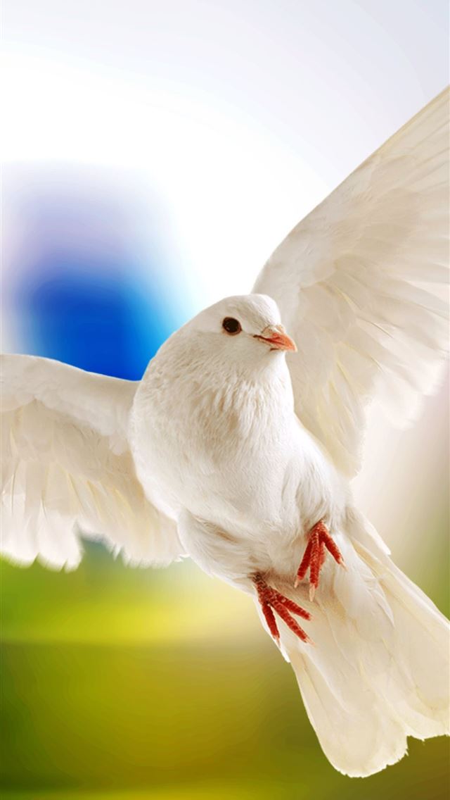 1284x2778 pigeons - pigeons iPhone Wallpaper