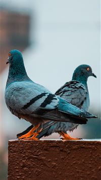 pigeons wallpaper