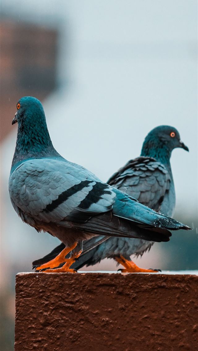 1284x2778 pigeons - pigeons iPhone Wallpaper