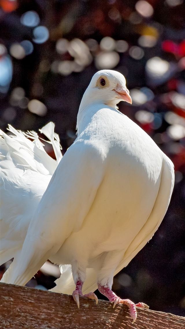 1284x2778 pigeons - pigeons iPhone Wallpaper