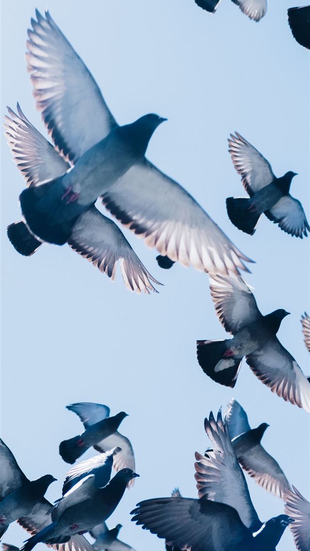 1284x2778 pigeons - pigeons iPhone Wallpaper