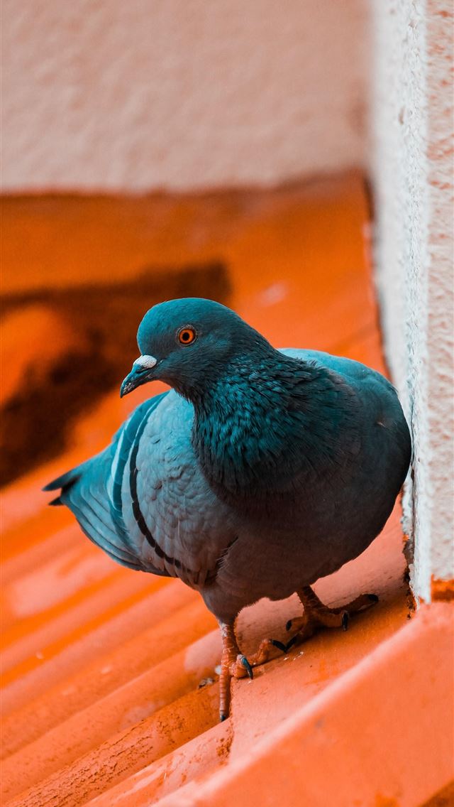 1284x2778 pigeons - pigeons iPhone Wallpaper
