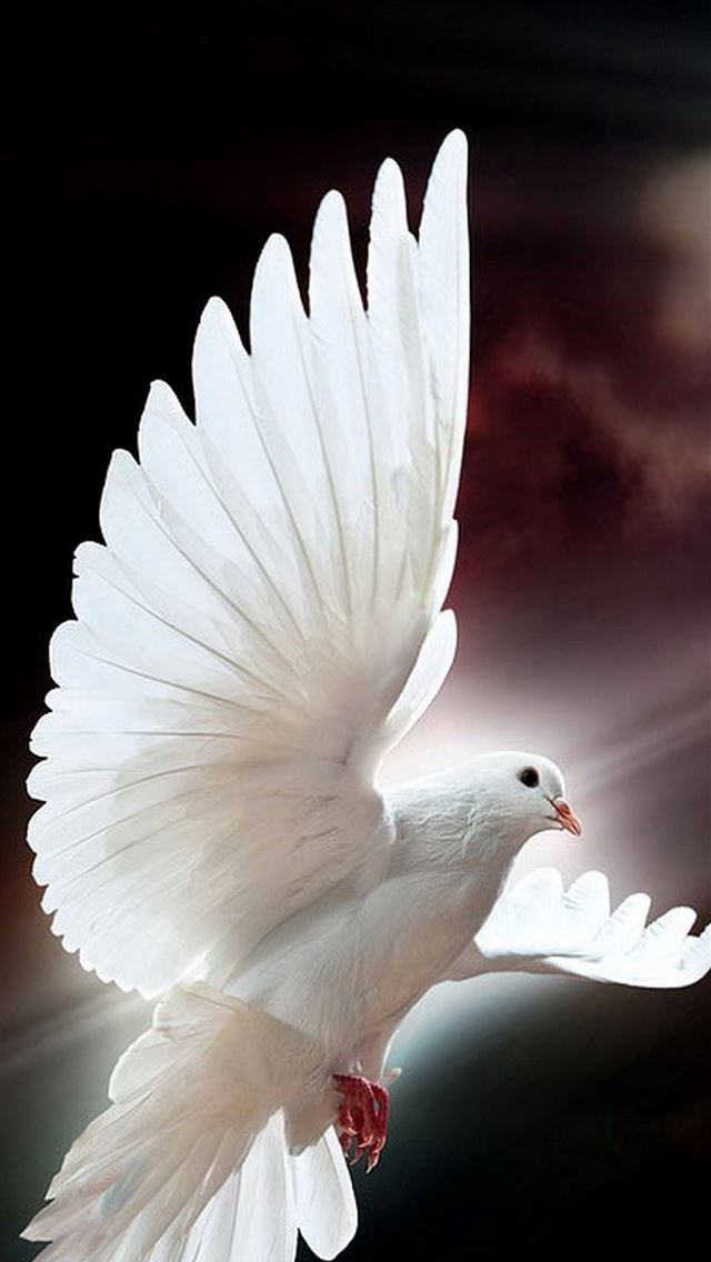1284x2778 pigeons - pigeons iPhone Wallpaper