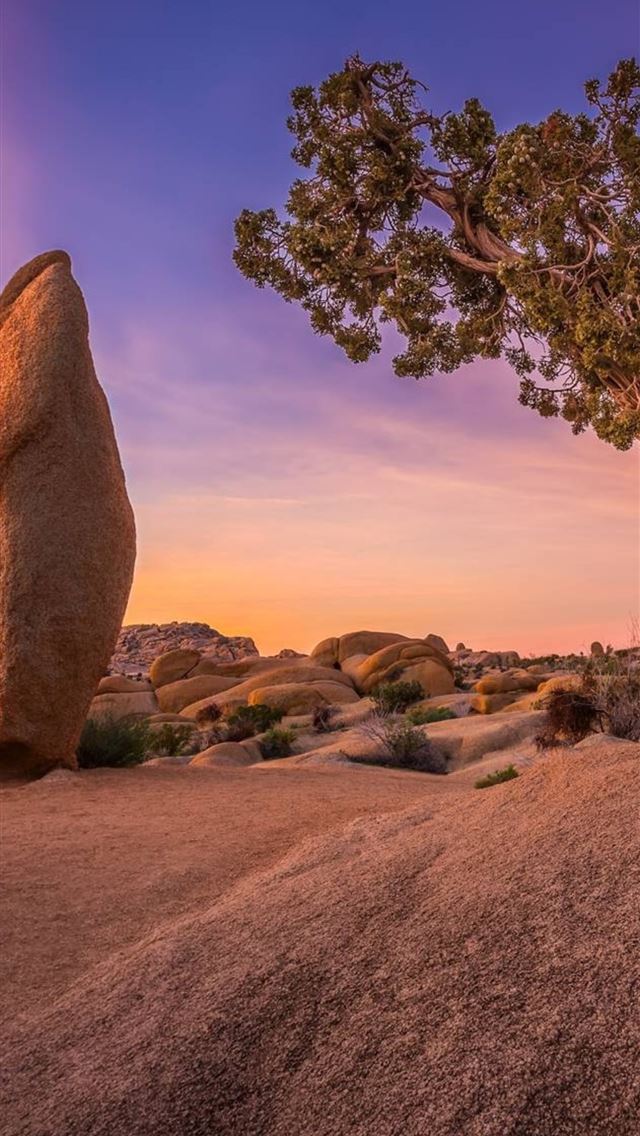 1284x2778 joshua tree national park - joshua tree national park iPhone Wallpaper