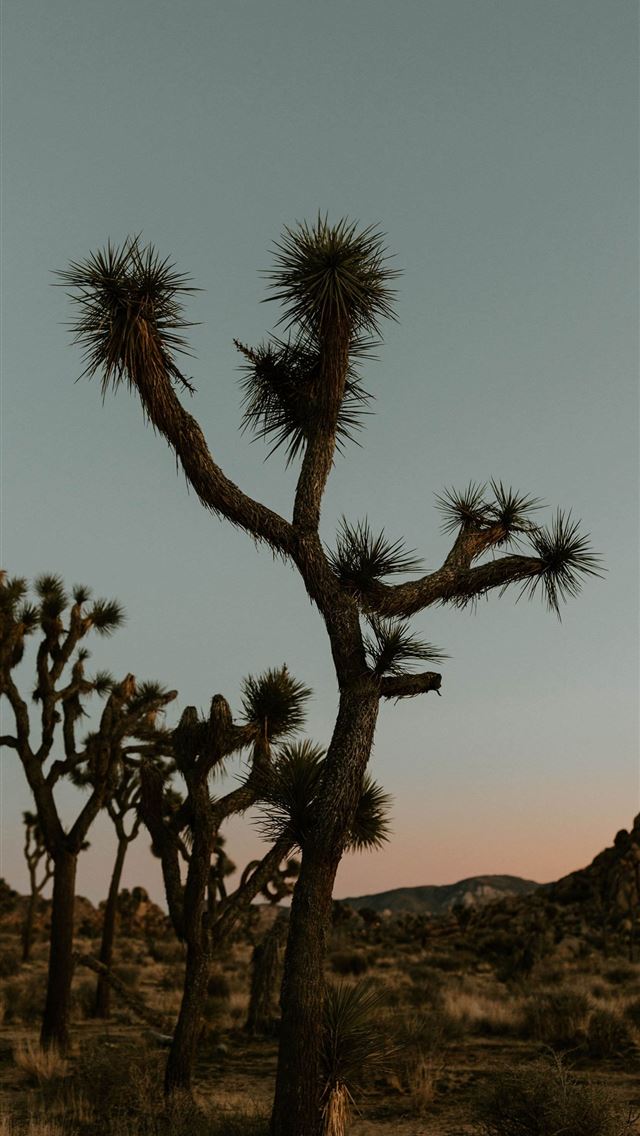 1284x2778 joshua tree national park - joshua tree national park iPhone Wallpaper