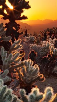 joshua tree national park iPhone Wallpapers Free Download