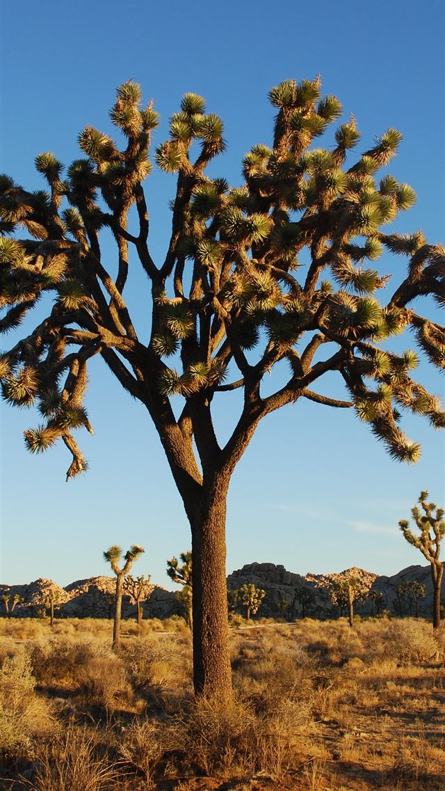 1284x2778 joshua tree national park - joshua tree national park iPhone Wallpaper