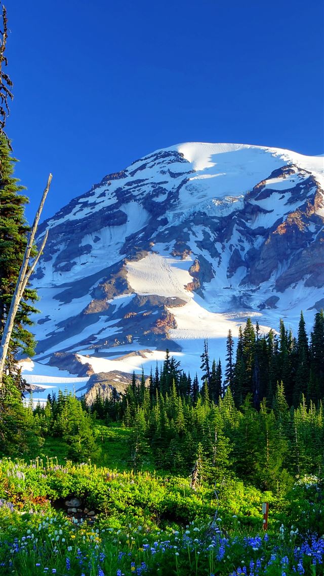 1284x2778 mount rainier national park - mount rainier national park iPhone Wallpaper