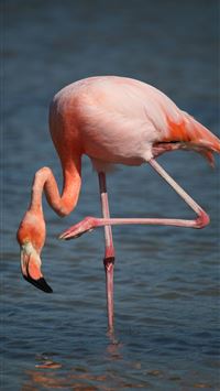 galapagos islands wallpaper