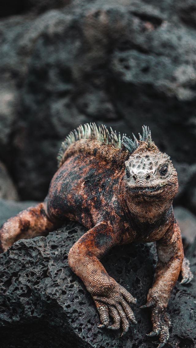 1284x2778 galapagos islands - galapagos islands iPhone Wallpaper