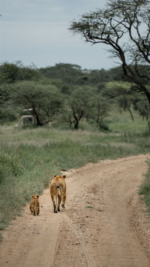1284x2778 tanzania - tanzania iPhone Wallpaper