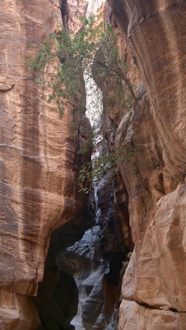 1284x2778 petra - petra iPhone Wallpaper