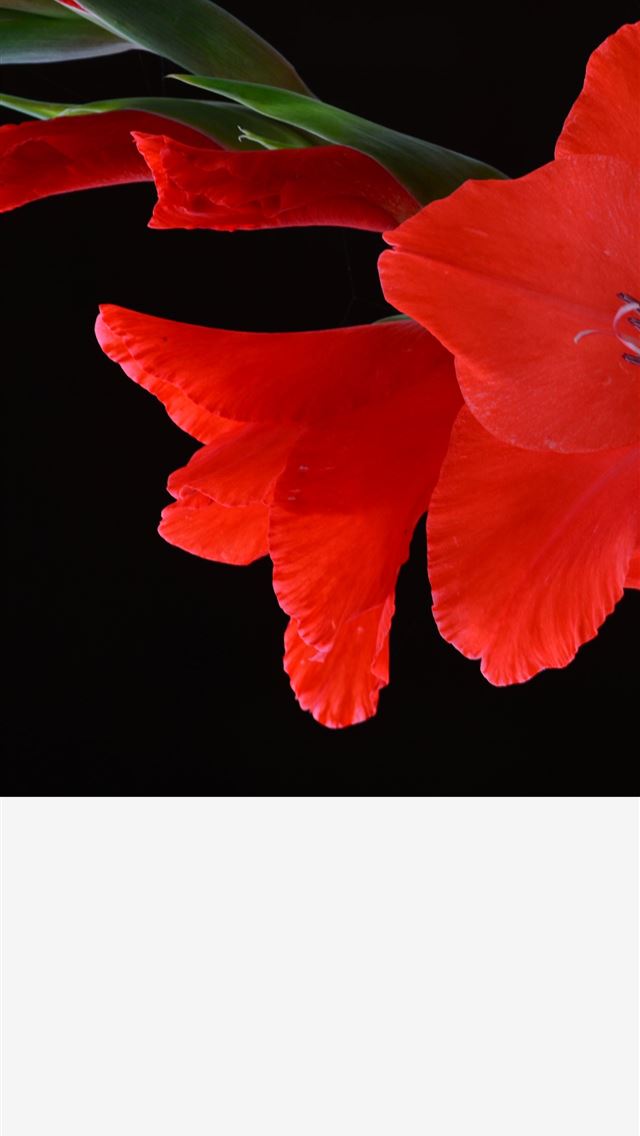 1284x2778 tenerife - tenerife iPhone Wallpaper